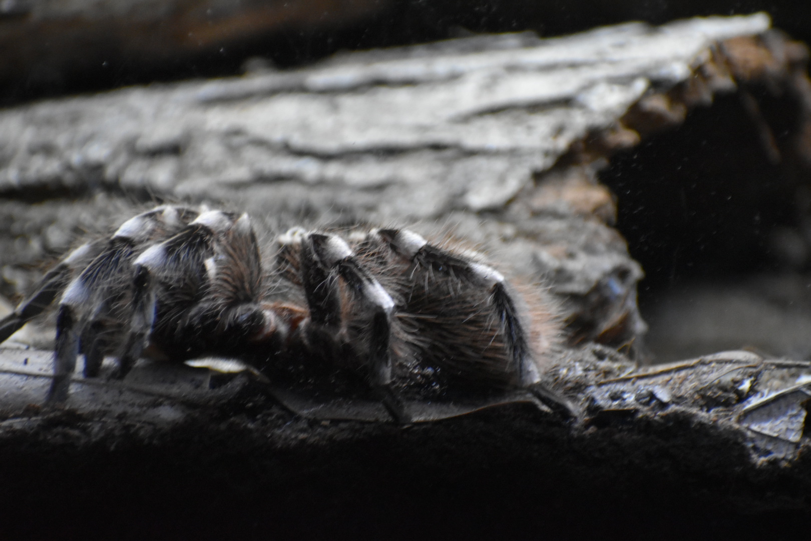 Brazilian White-Kneed Tarantula