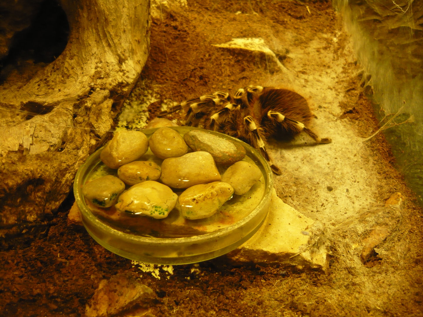 Brazilian whiteknee tarantula (Acanthoscurria geniculata)
