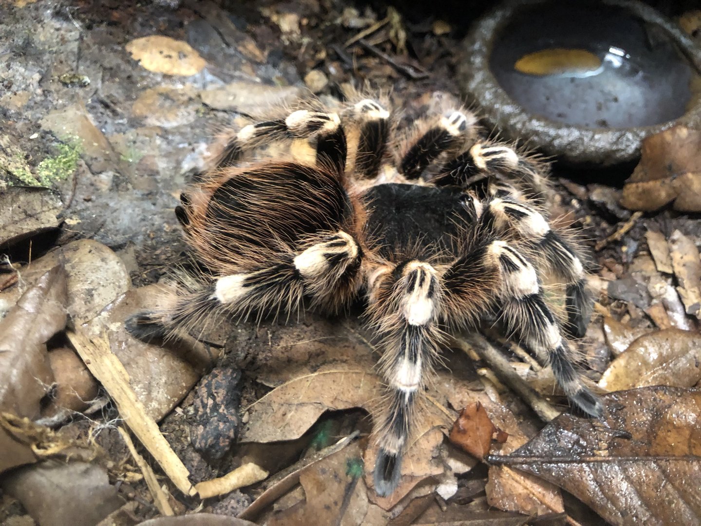 Brazilian whiteknee tarantula, Acanthoscurria geniculata