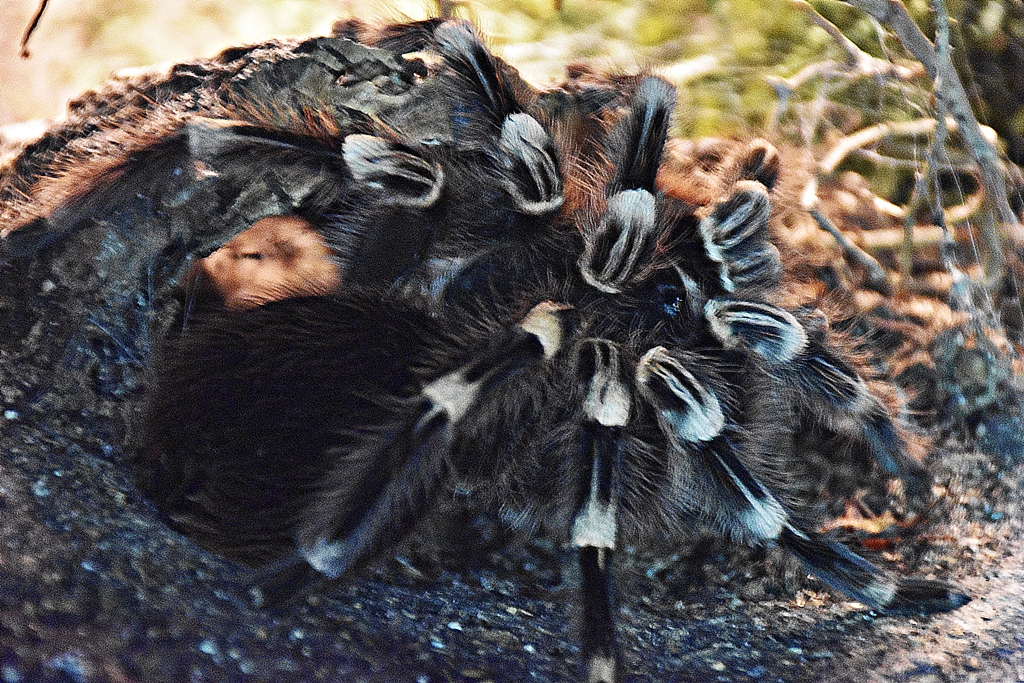 Brazilian whiteknee tarantula