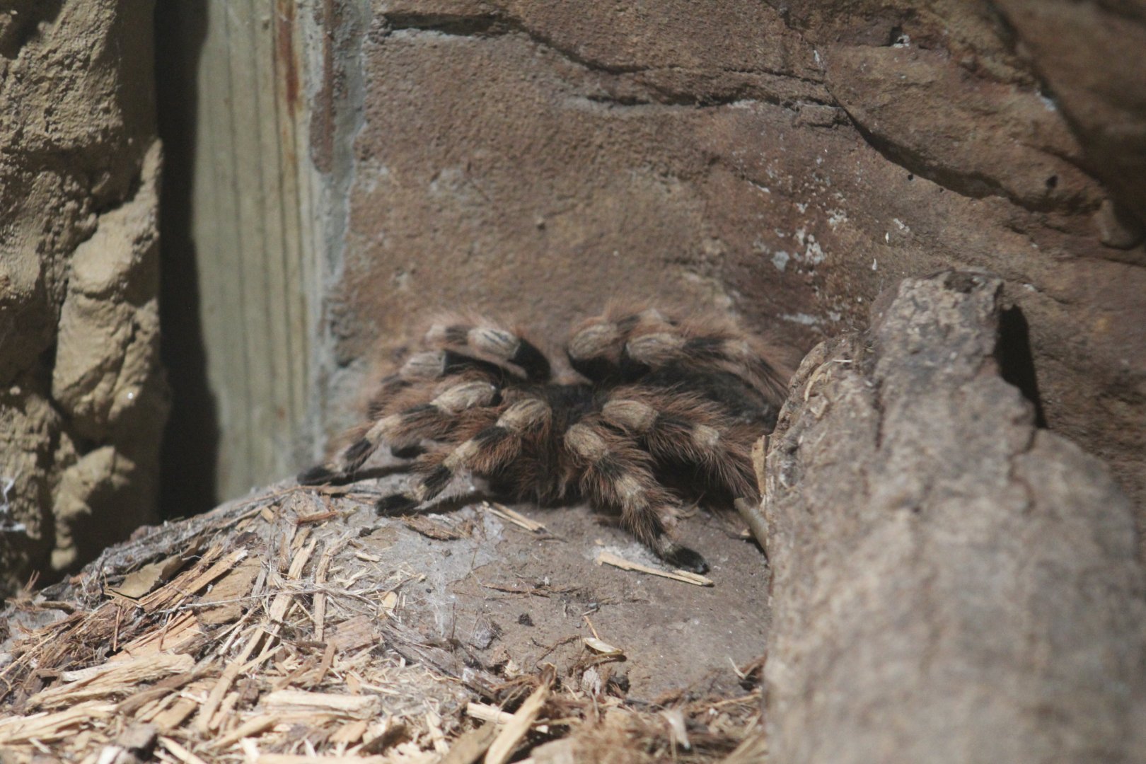 Brazilian Whiteknee Tarantula