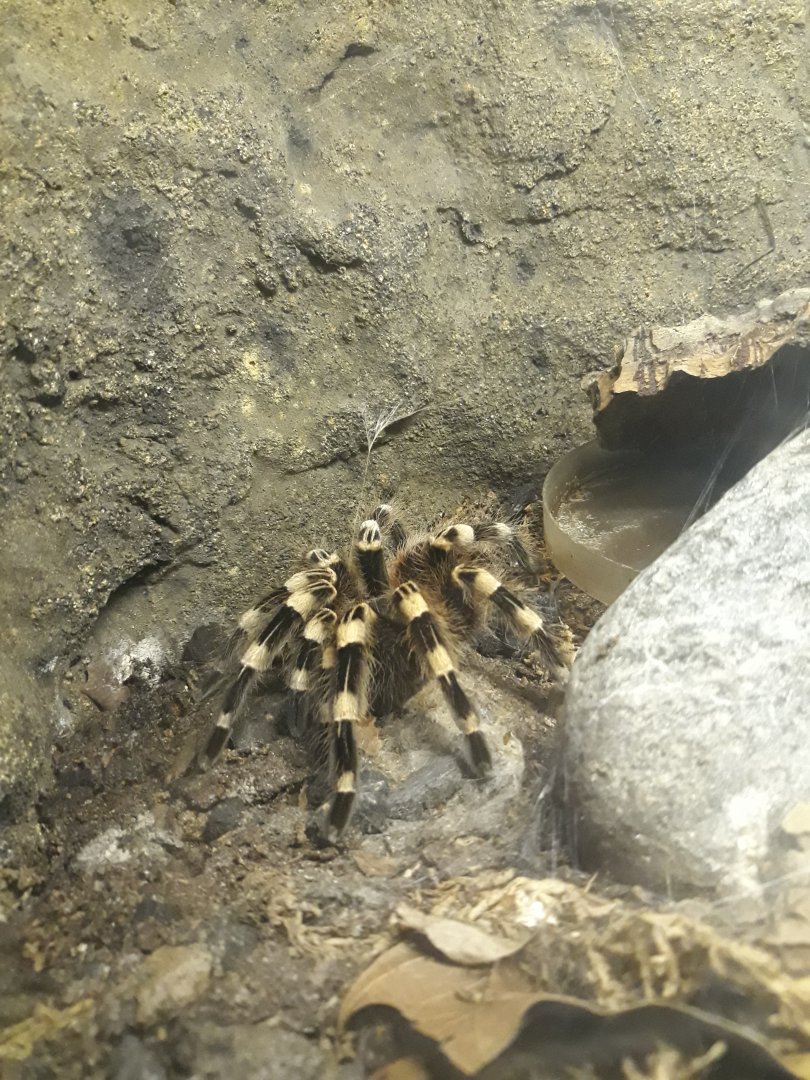 Brazilian whiteknee tarantula