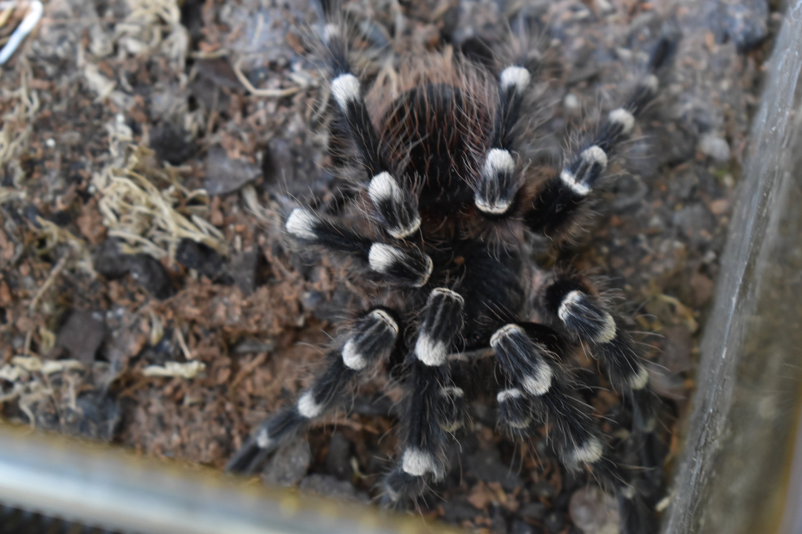 Brazilian Whiteknee Tarantula