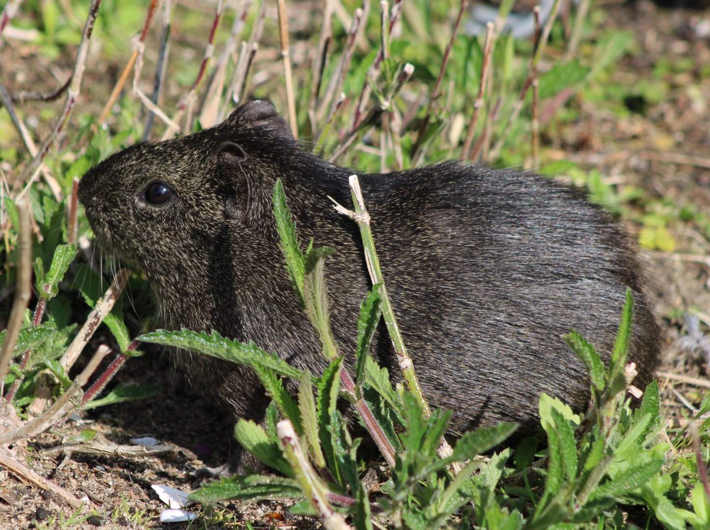 Brazilian wild cavy - Cavia aperea