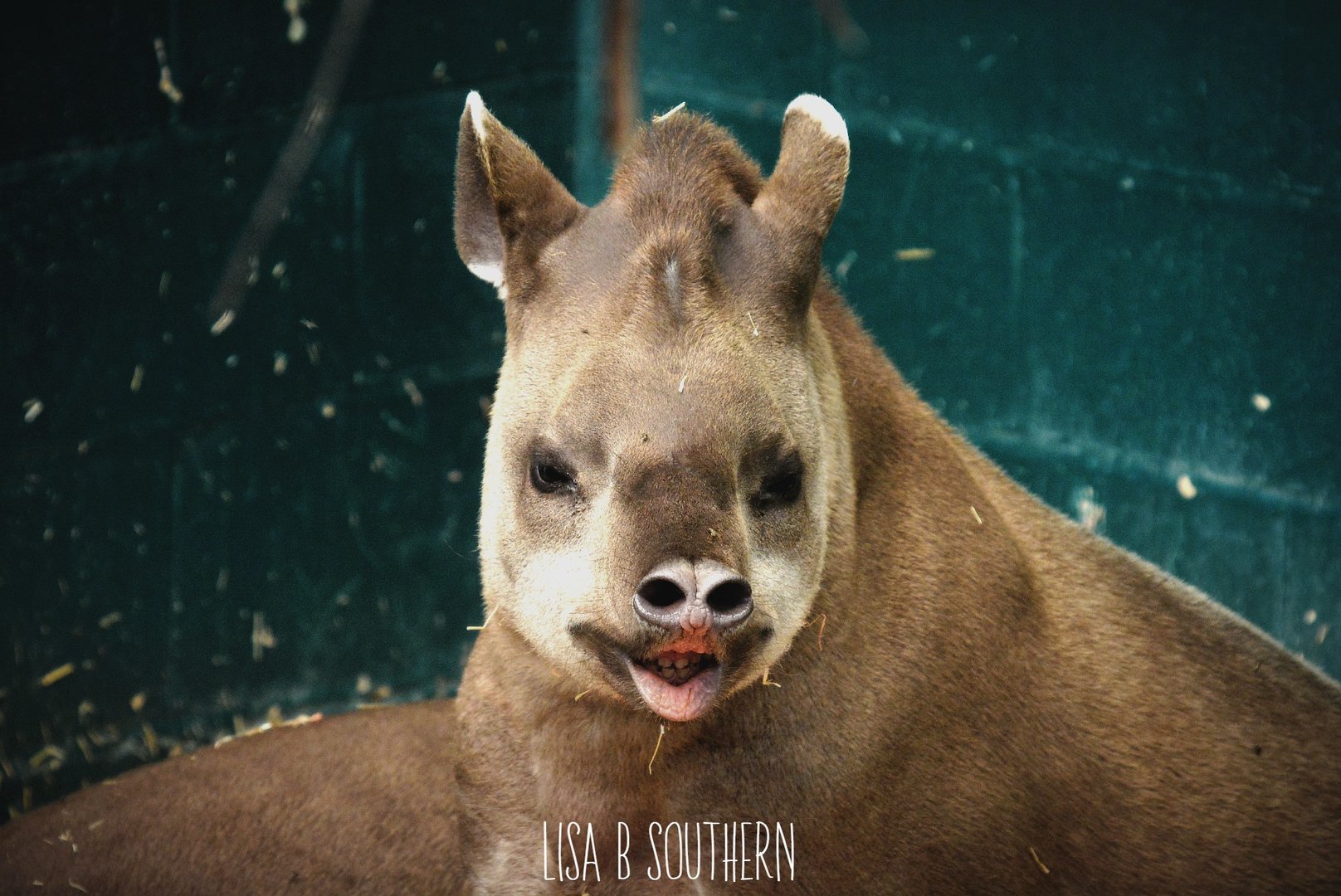 brazilin tapir