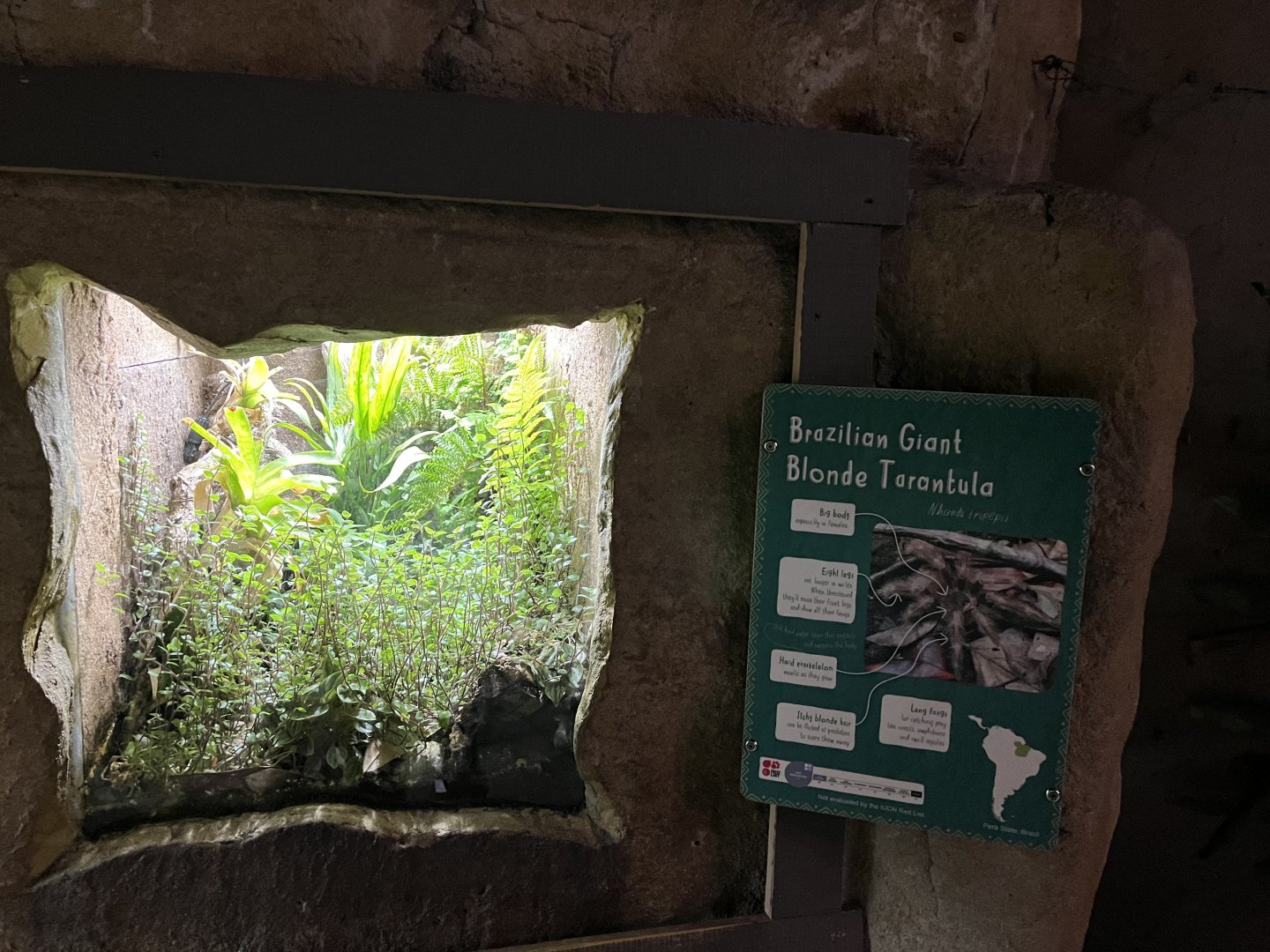 Brazillian giant blonde tarantula terrarium 29.6.24