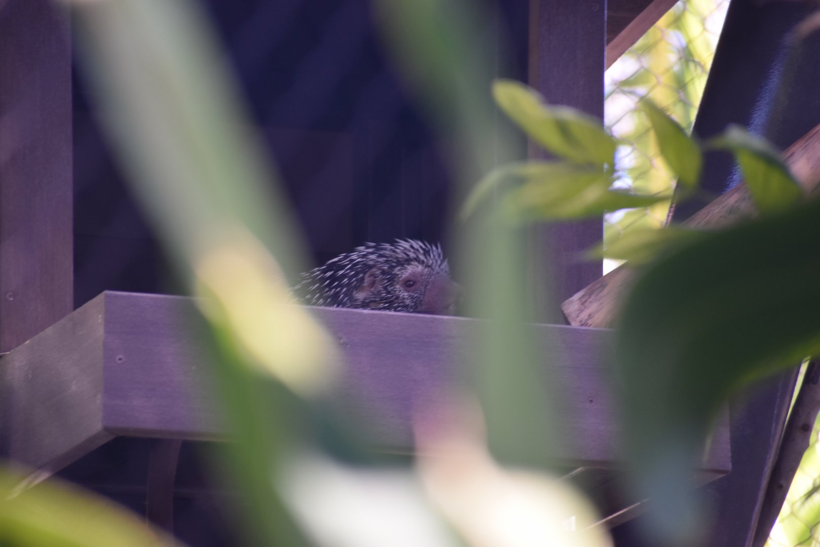 Brazillian Prehensile Tailed Porcupine