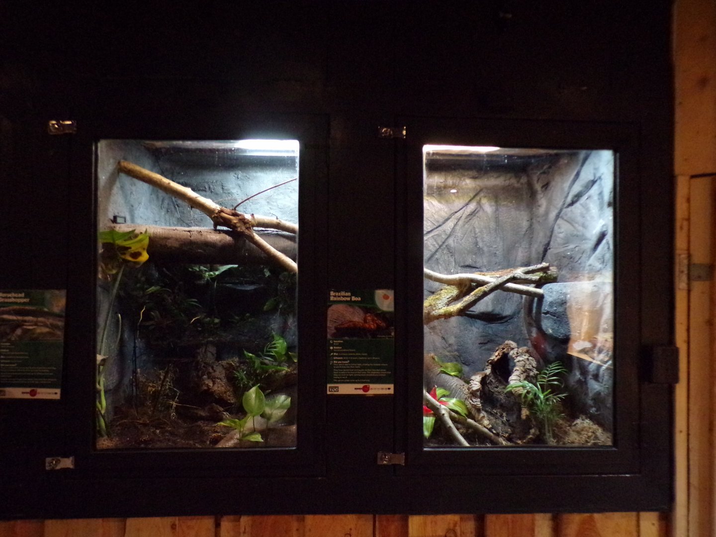 Brazillian rainbow boa and horsehead grasshopper terrariums 14.10.23