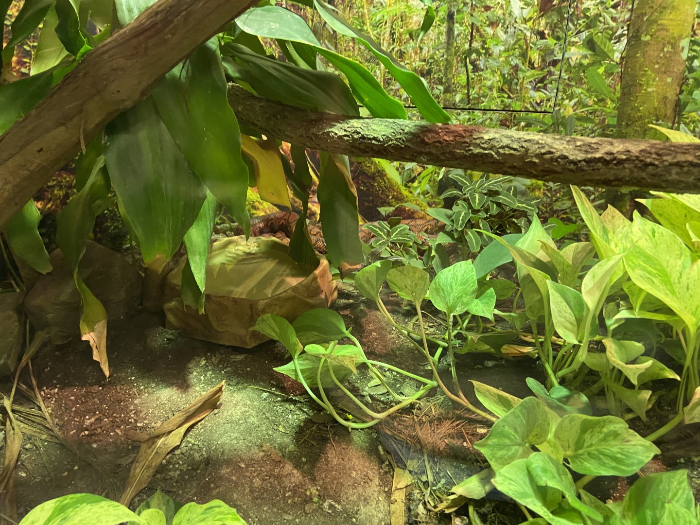 Brazillian Rainbow Boa