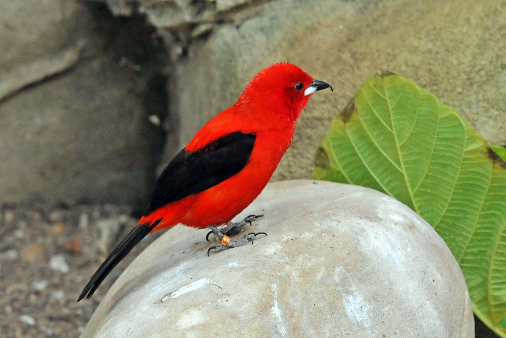 Brazillian Tanager