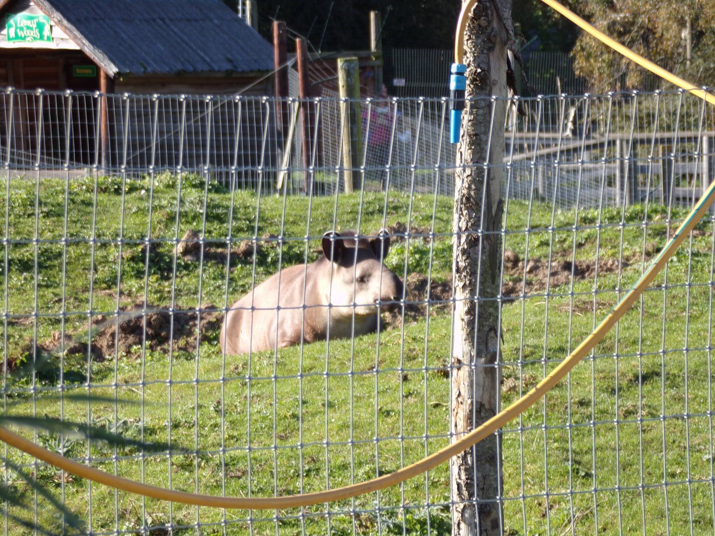 Brazillian tapir 14.10.23
