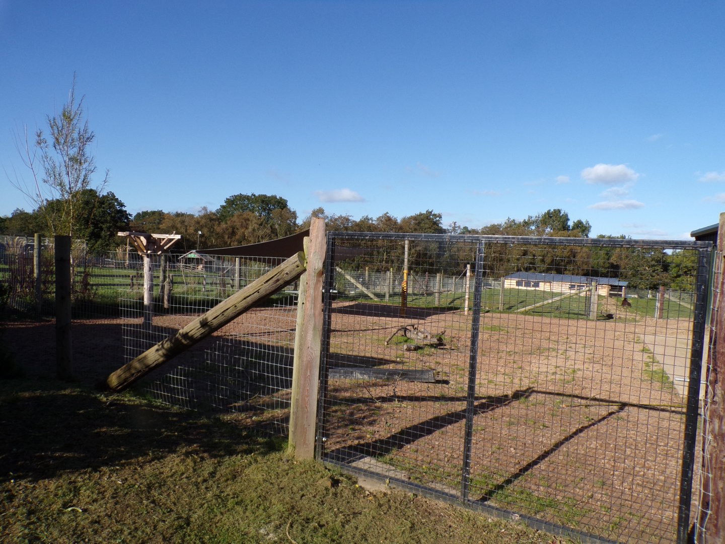 Brazillian tapir and capybara hardstanding area of enclosure 14.10.23