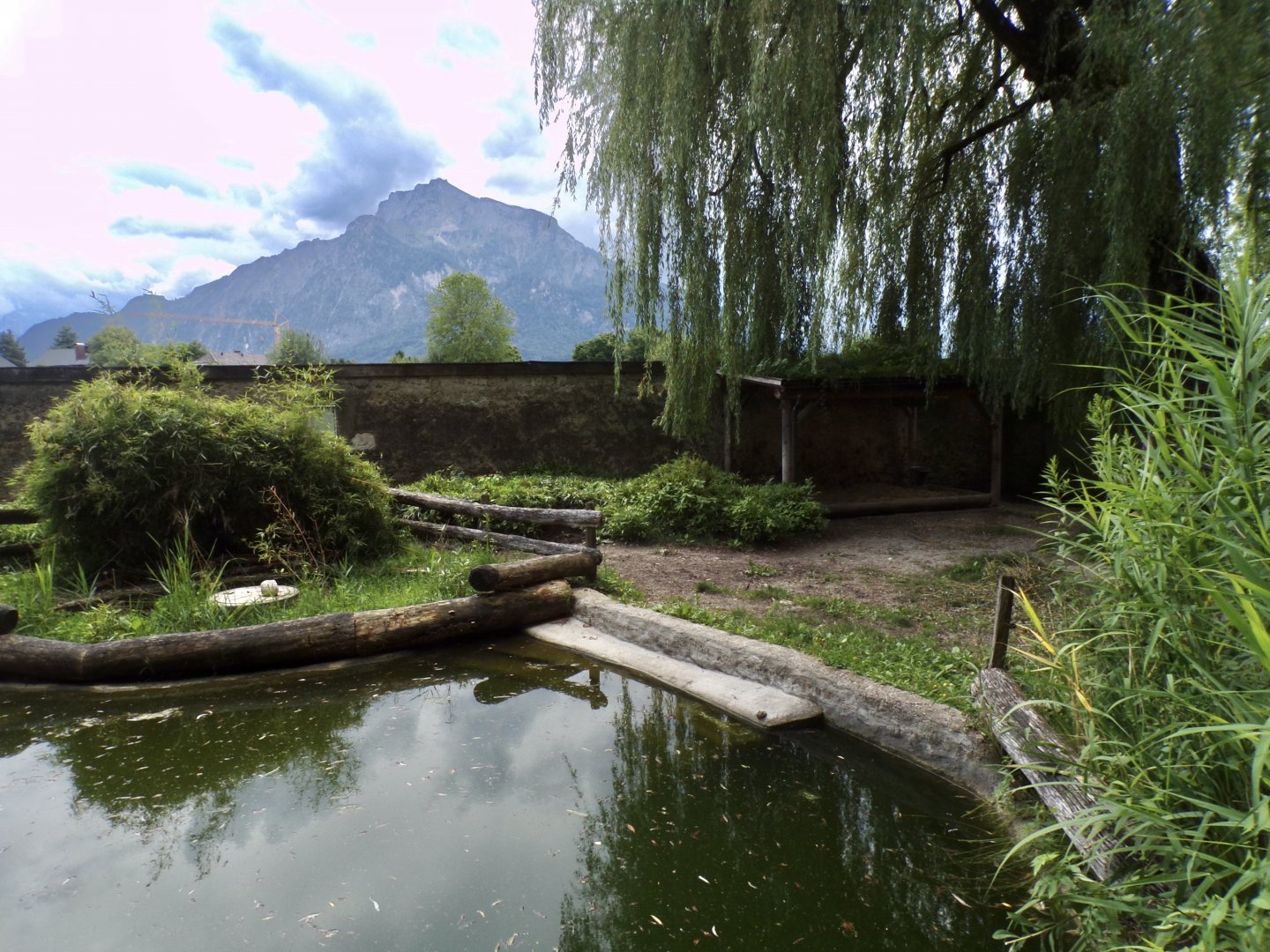 Brazillian tapir and green-winged macaw enclosure 13.7.25