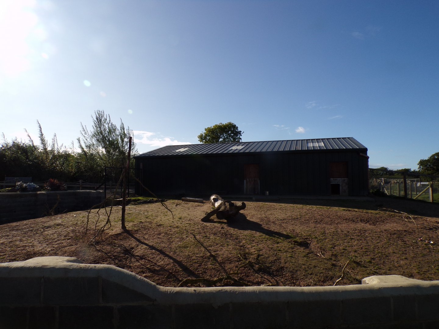 Brazillian tapir & capybara hardstanding enclosure 14.10.23
