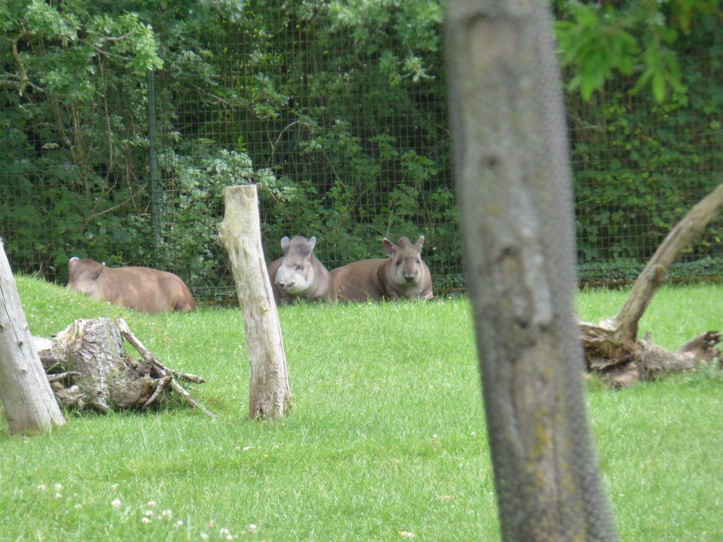 Brazillian Tapir Family