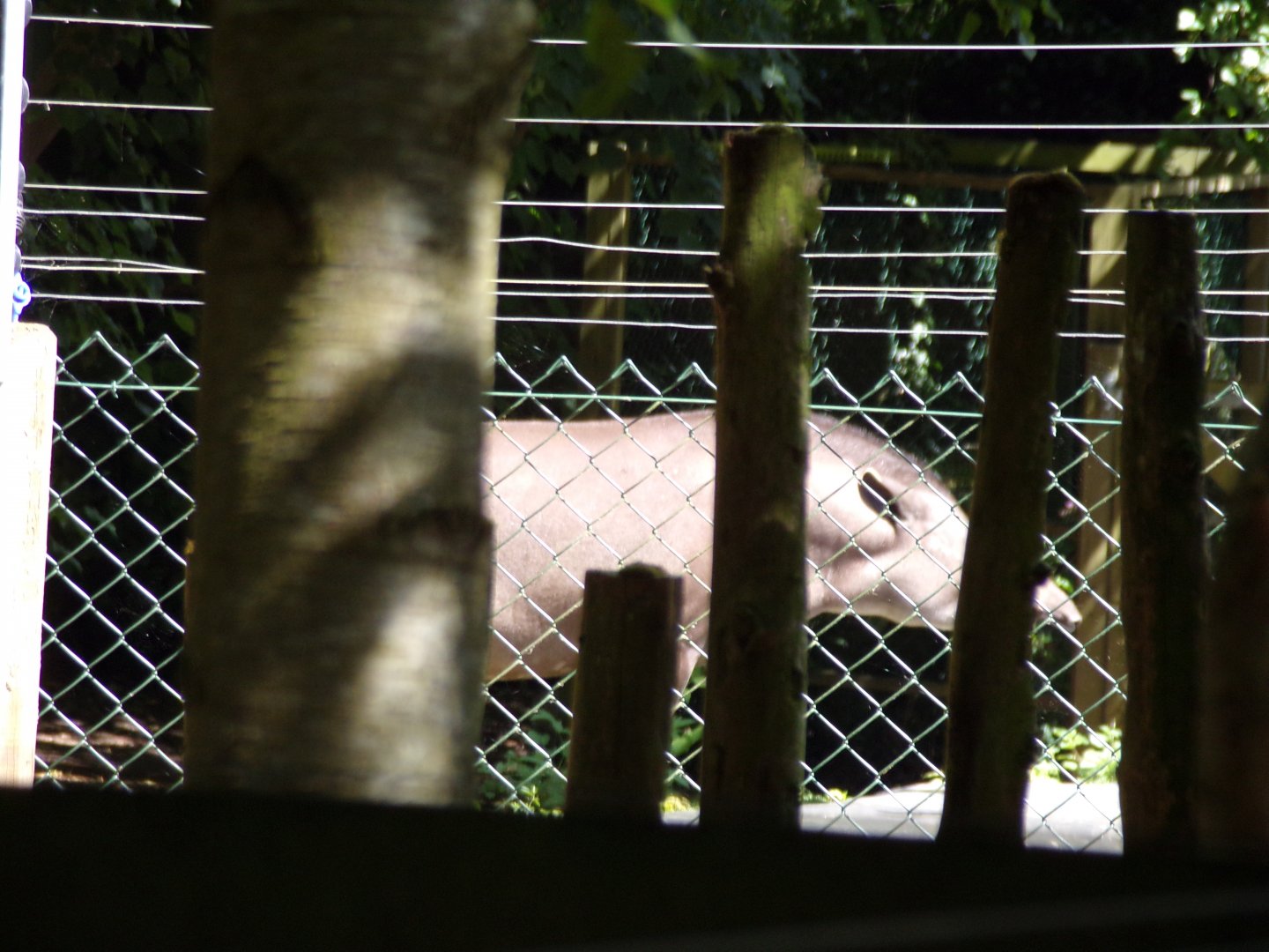 Brazillian tapir (from closed off enclosure) 7.7.24