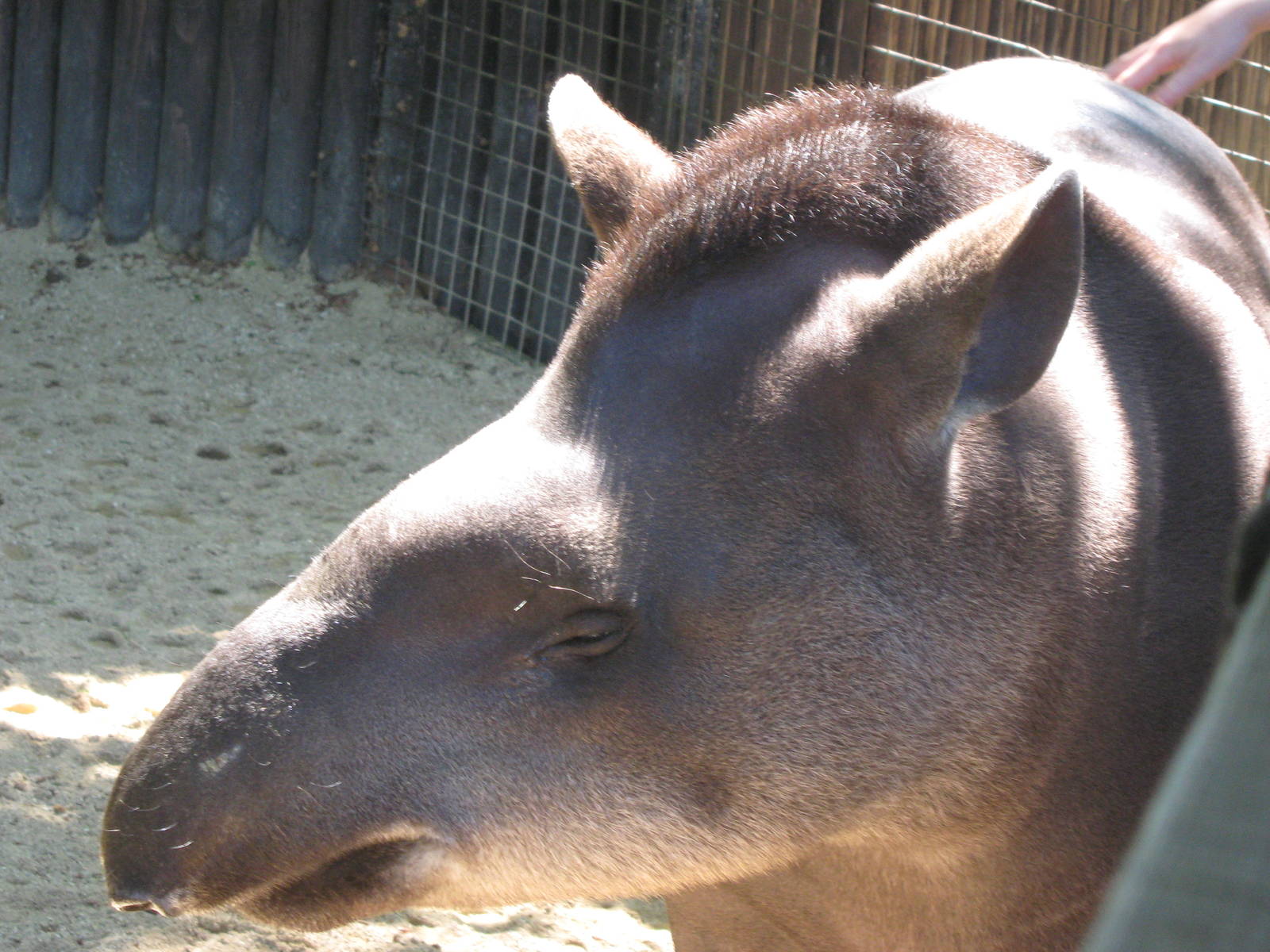 Brazillian Tapir, Gomez