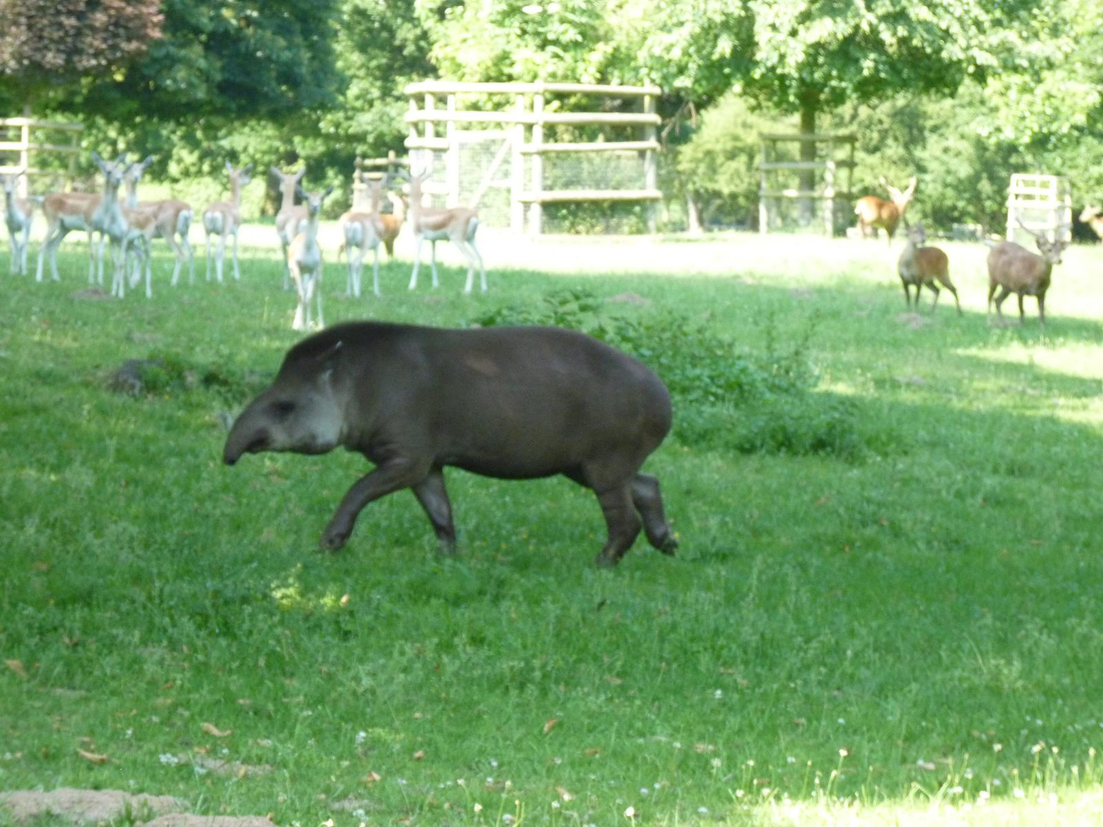 Brazillian Tapir in the Deer Park