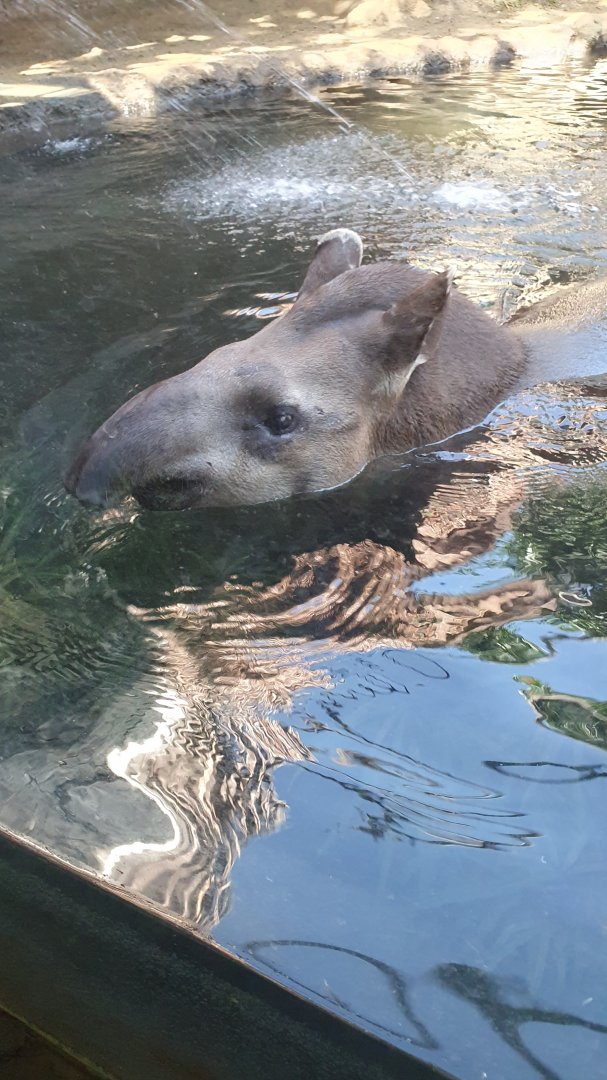 Brazillian Tapir (Tapirus terrestris)