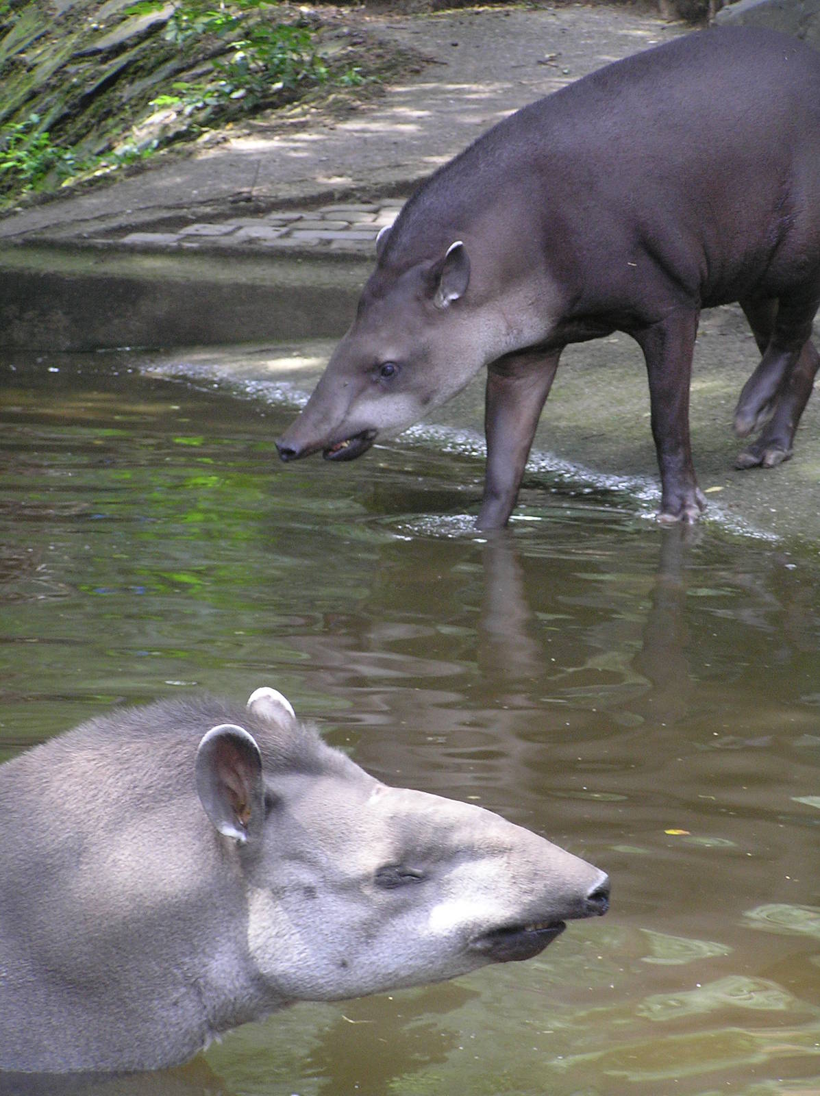 Brazillian tapirs - Duisburg 06