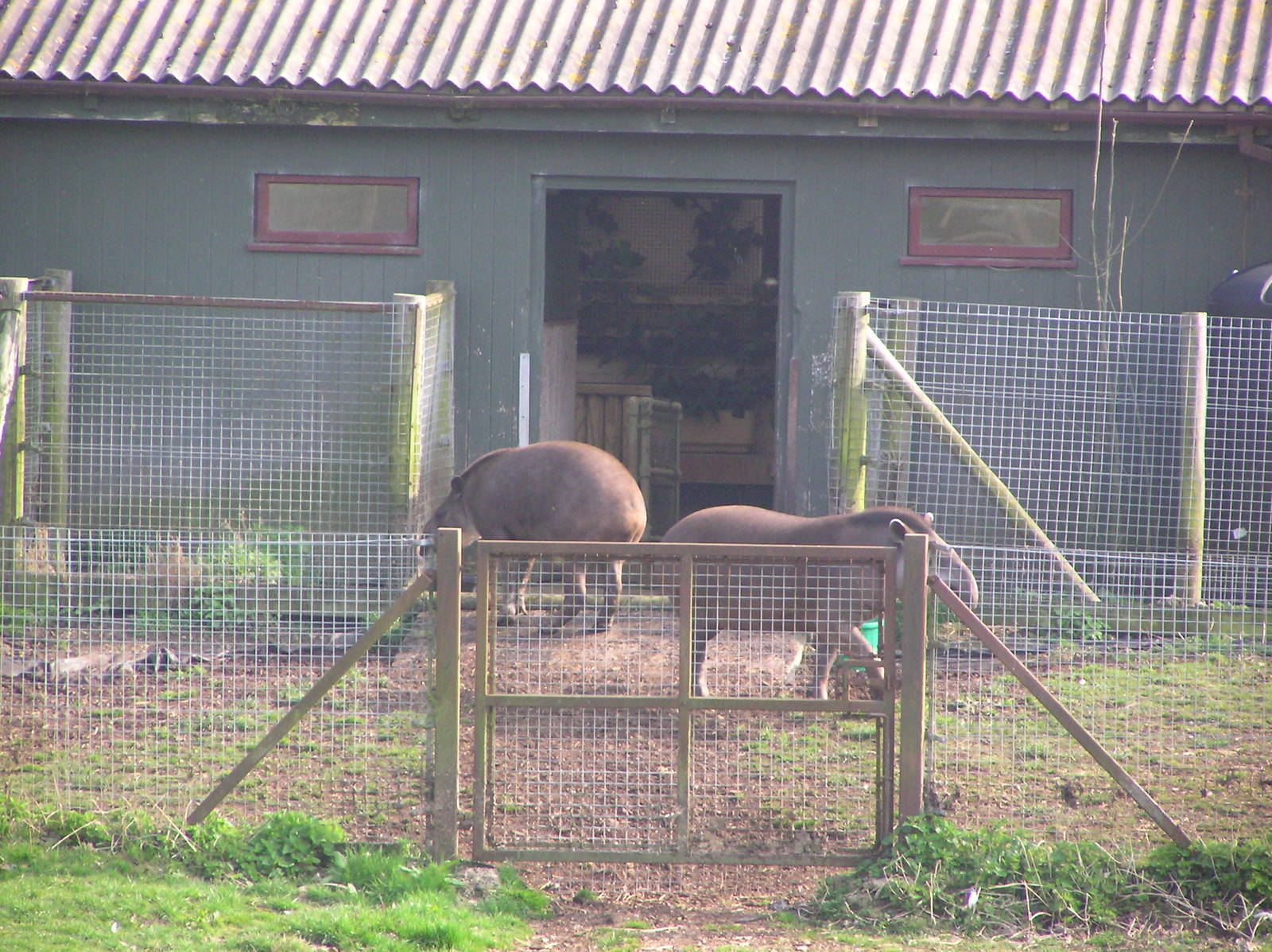 Brazillian Tapirs