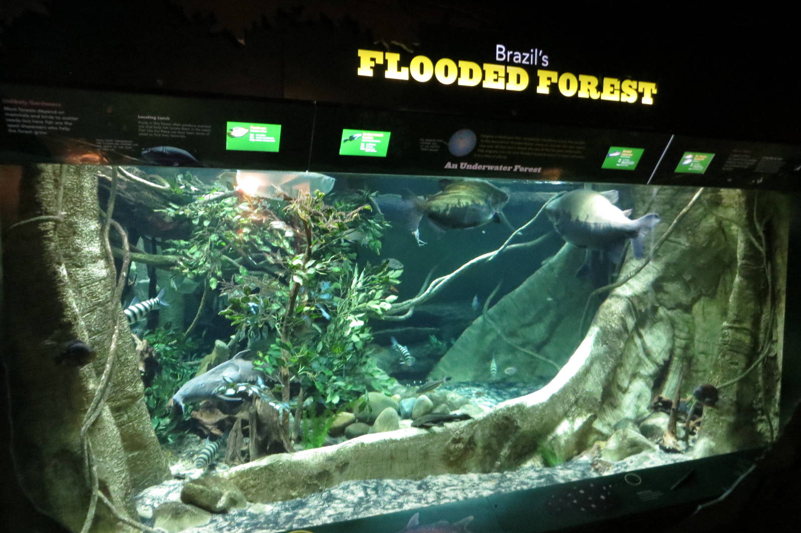 Brazils Flooded Forest 021215