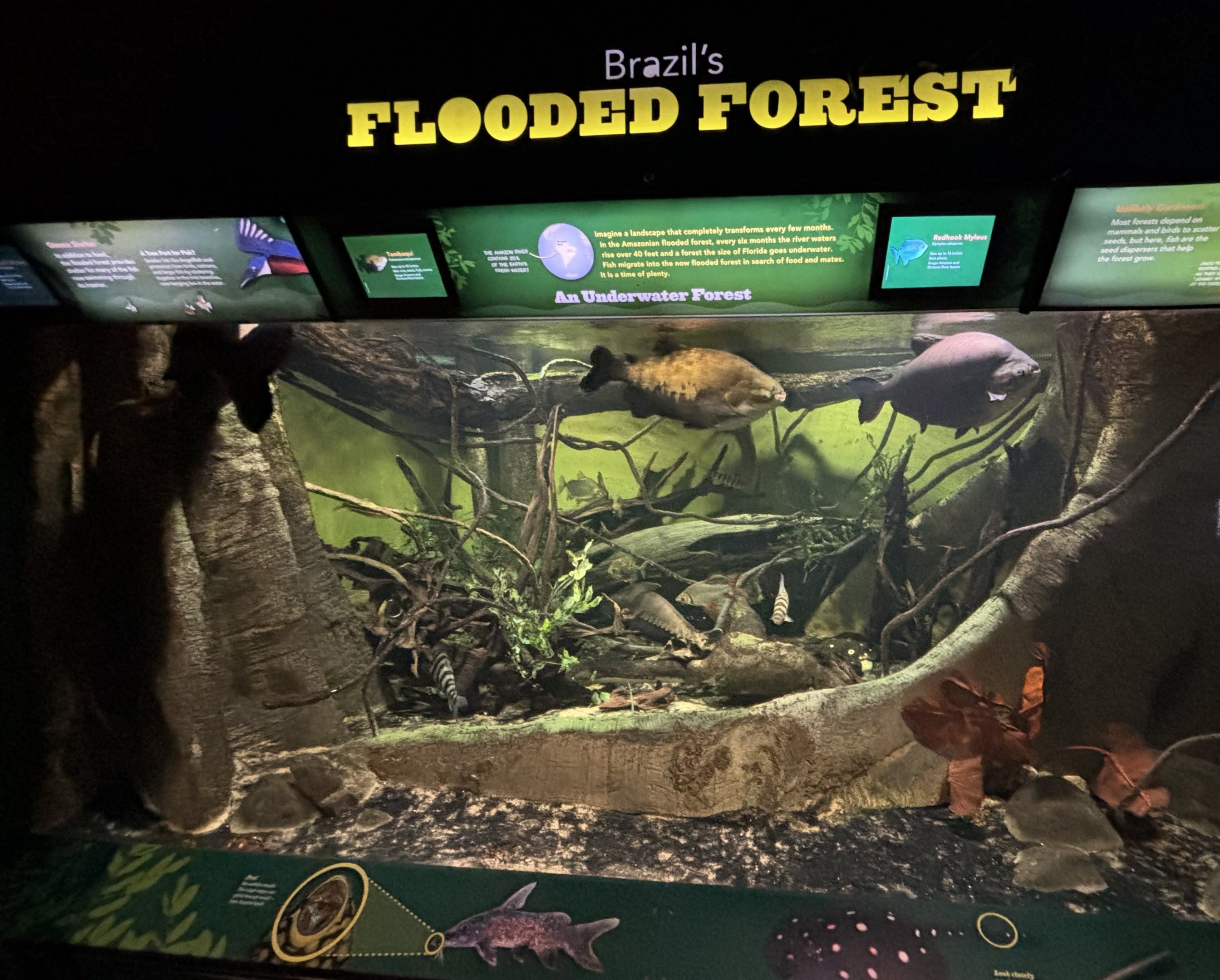 Brazil’s Flooded Forest Exhibit