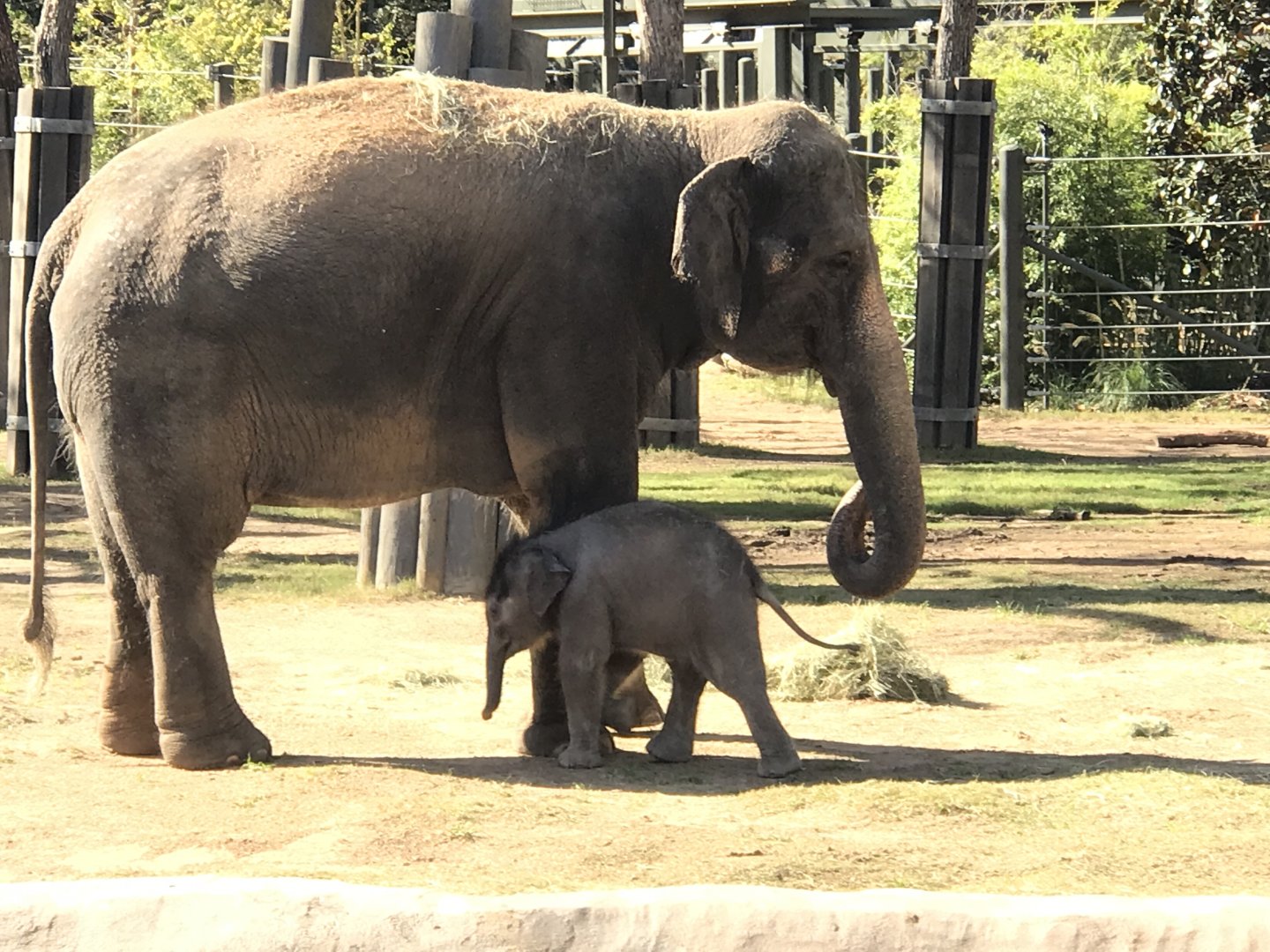 Brazos and Bluebonnet the Asian Elephants (Elephas maximus)