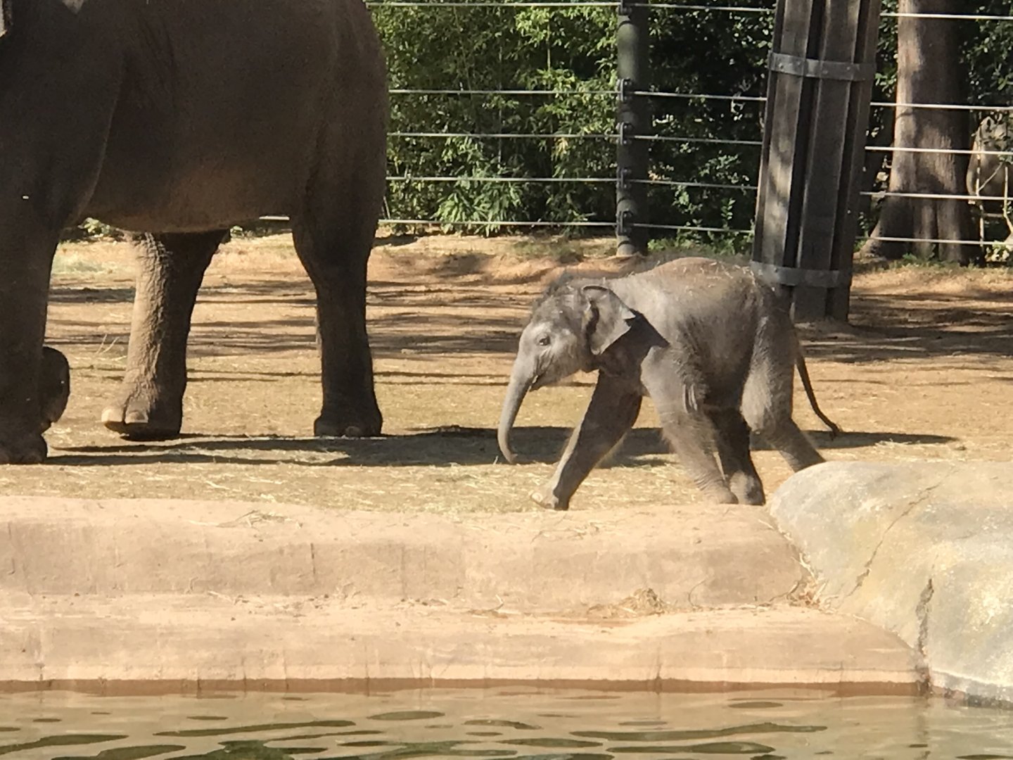 Brazos and his Mother Asian Elephant (Elephas maximus)