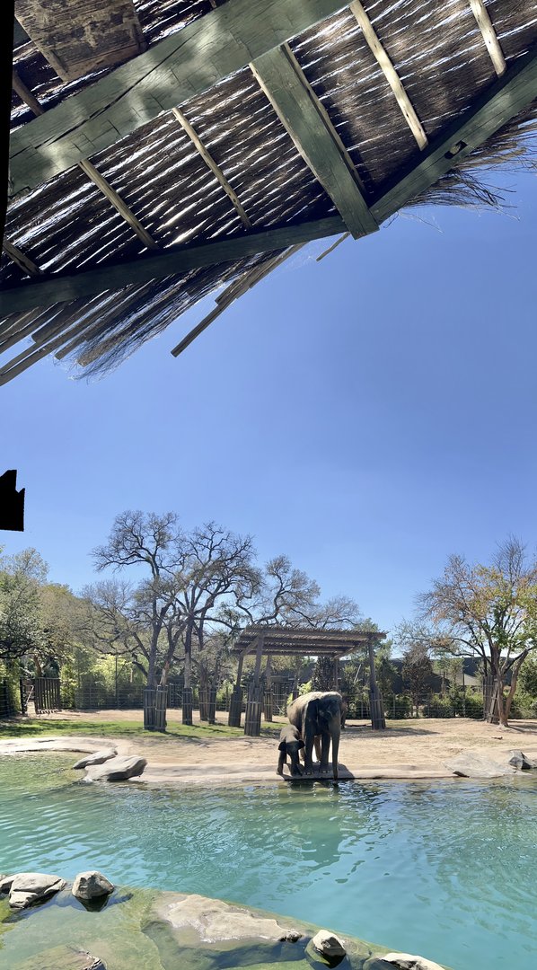 Brazos & Bluebonnet 2