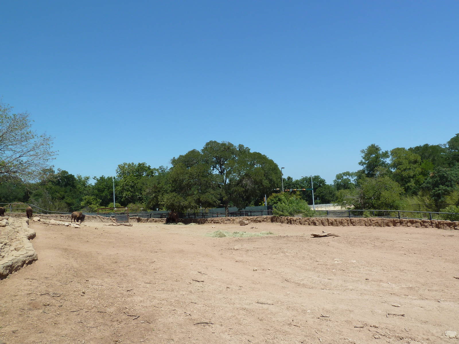 Brazos River Country - Bison Exhibit
