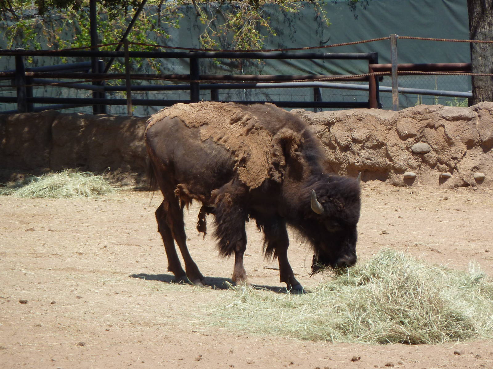 Brazos River Country - Bison