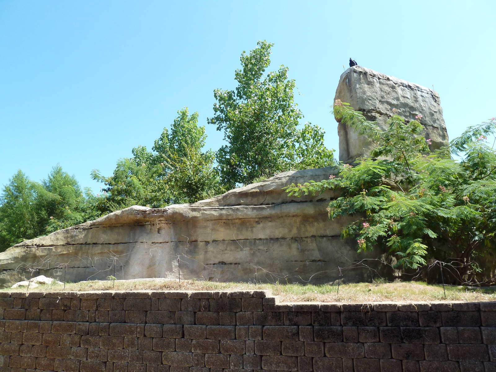 Brazos River Country - Black Bear Exhibit