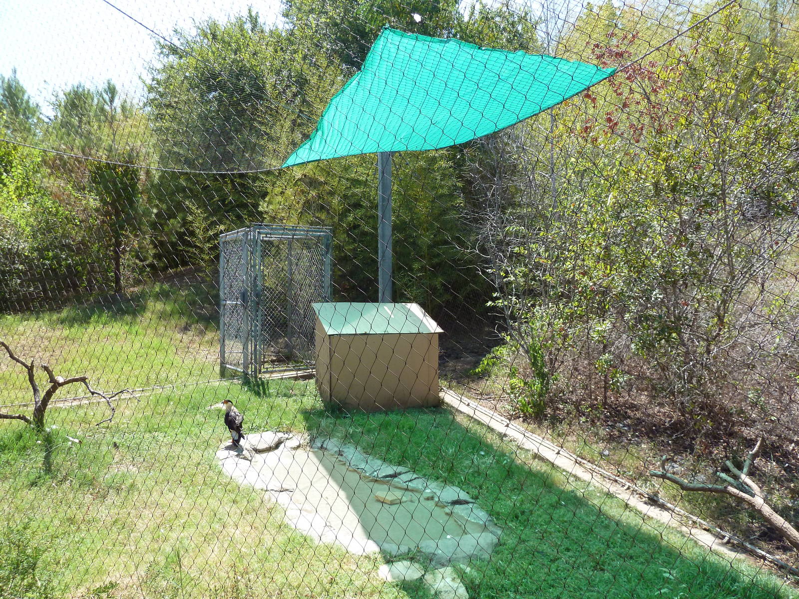 Brazos River Country - Crested Caracara Exhibit