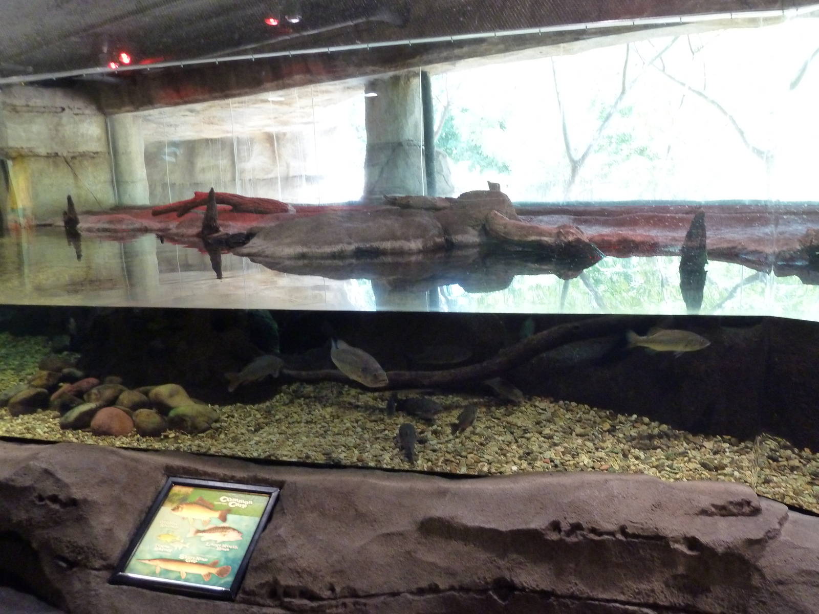 Brazos River Country - Fresh Water Aquarium/Terrarium Building