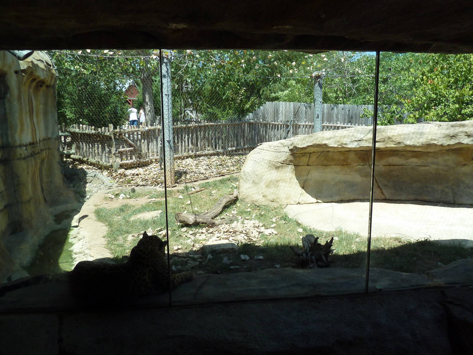 Brazos River Country - Jaguar Exhibit