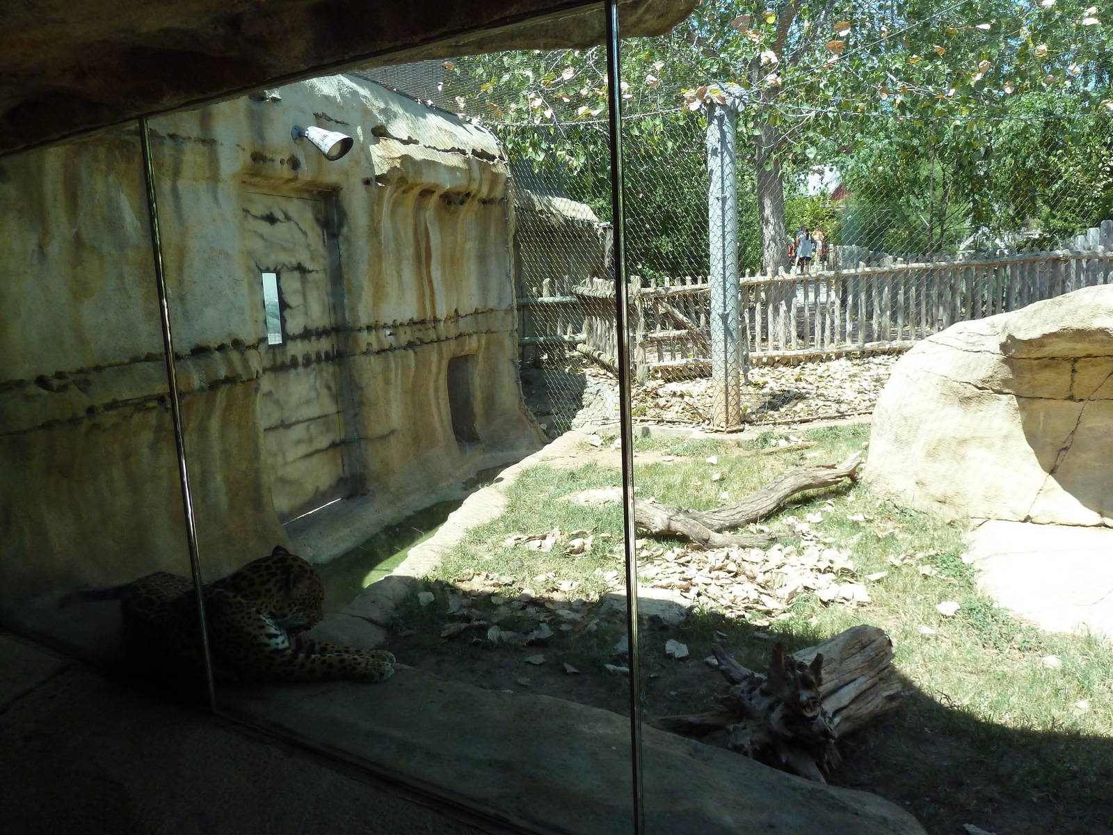 Brazos River Country - Jaguar Exhibit