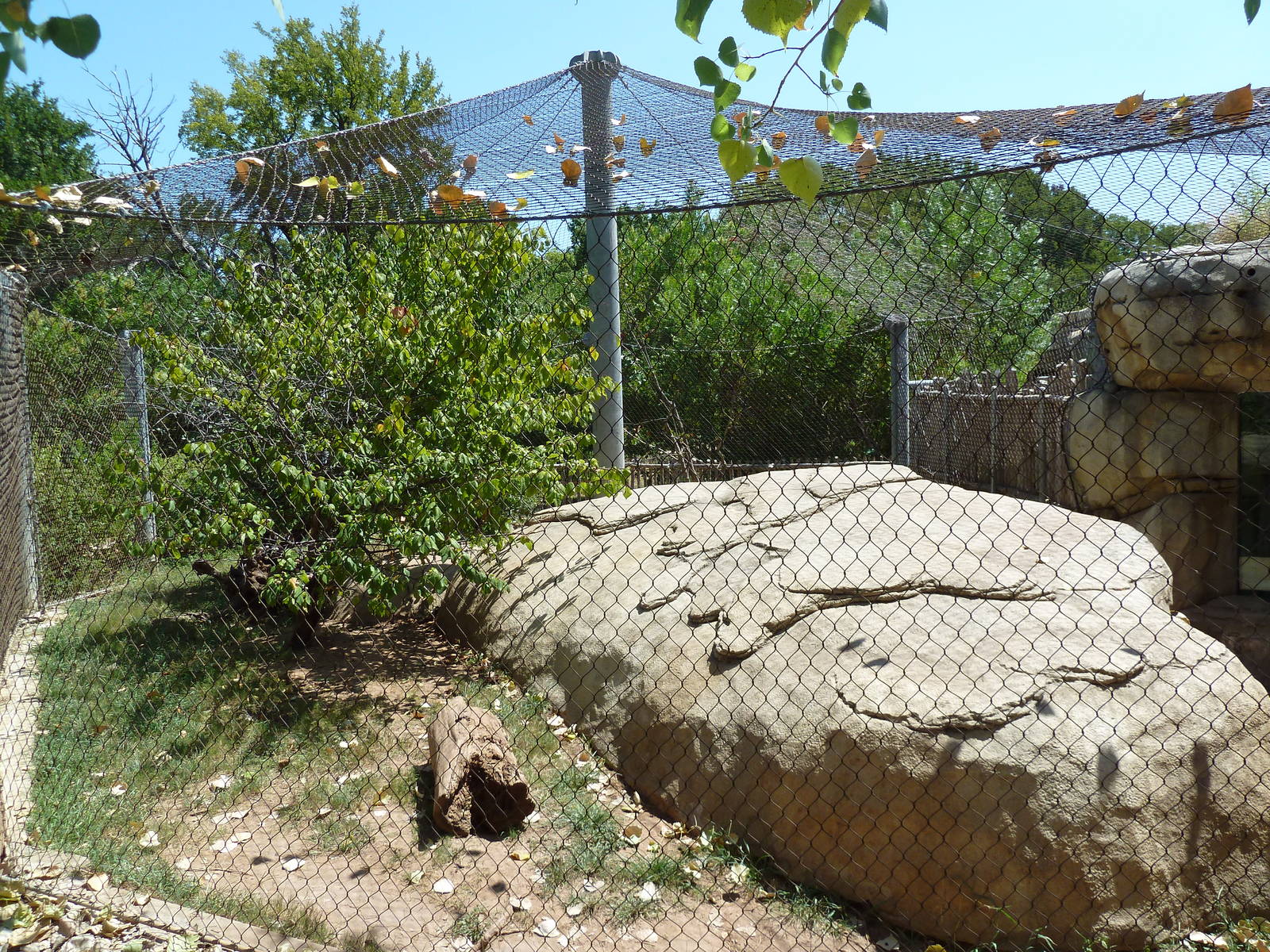 Brazos River Country - Jaguar Exhibit