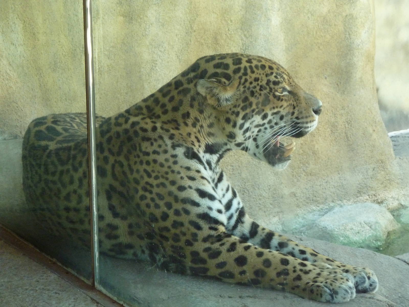 Brazos River Country - Jaguar