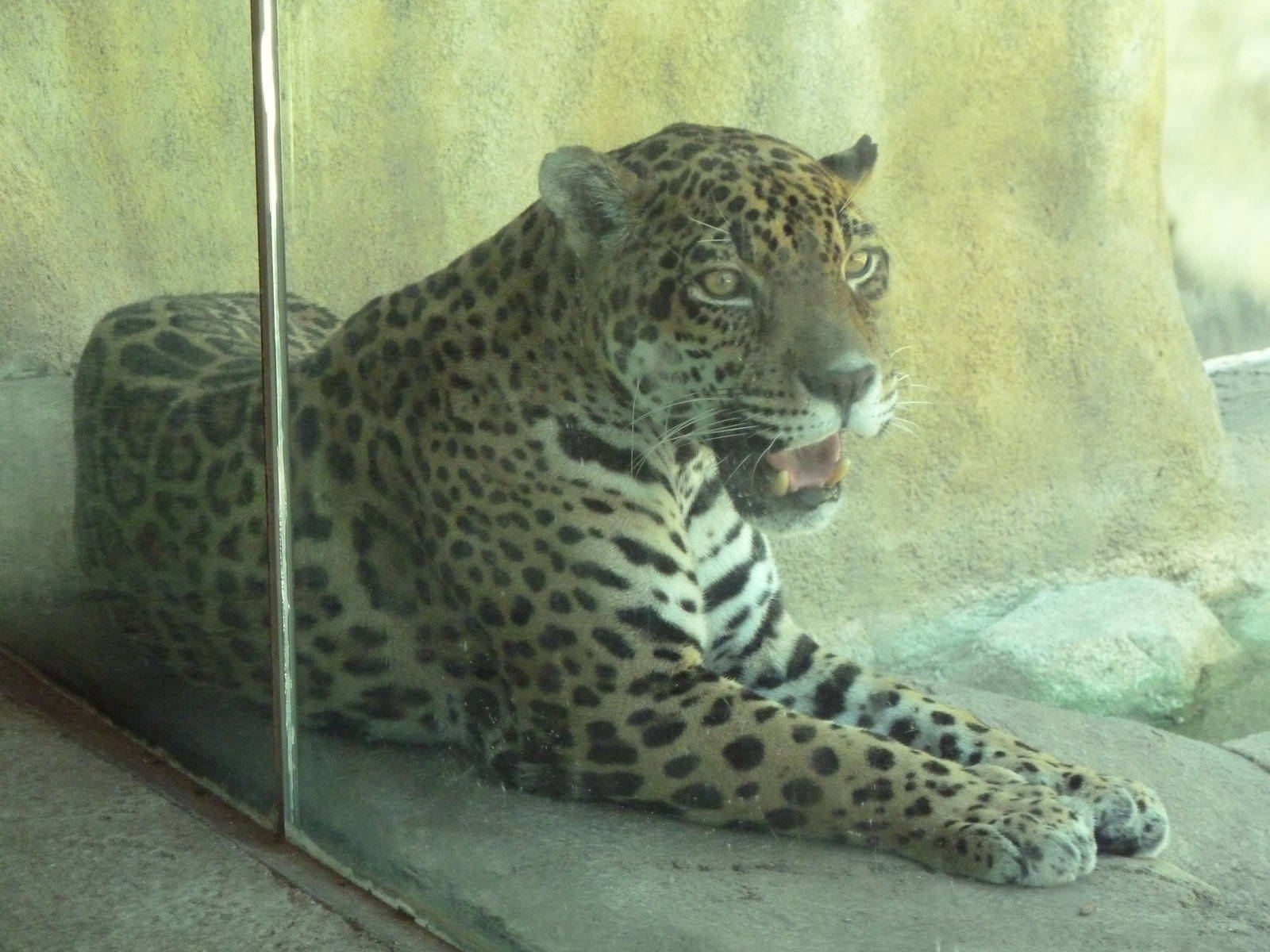 Brazos River Country - Jaguar