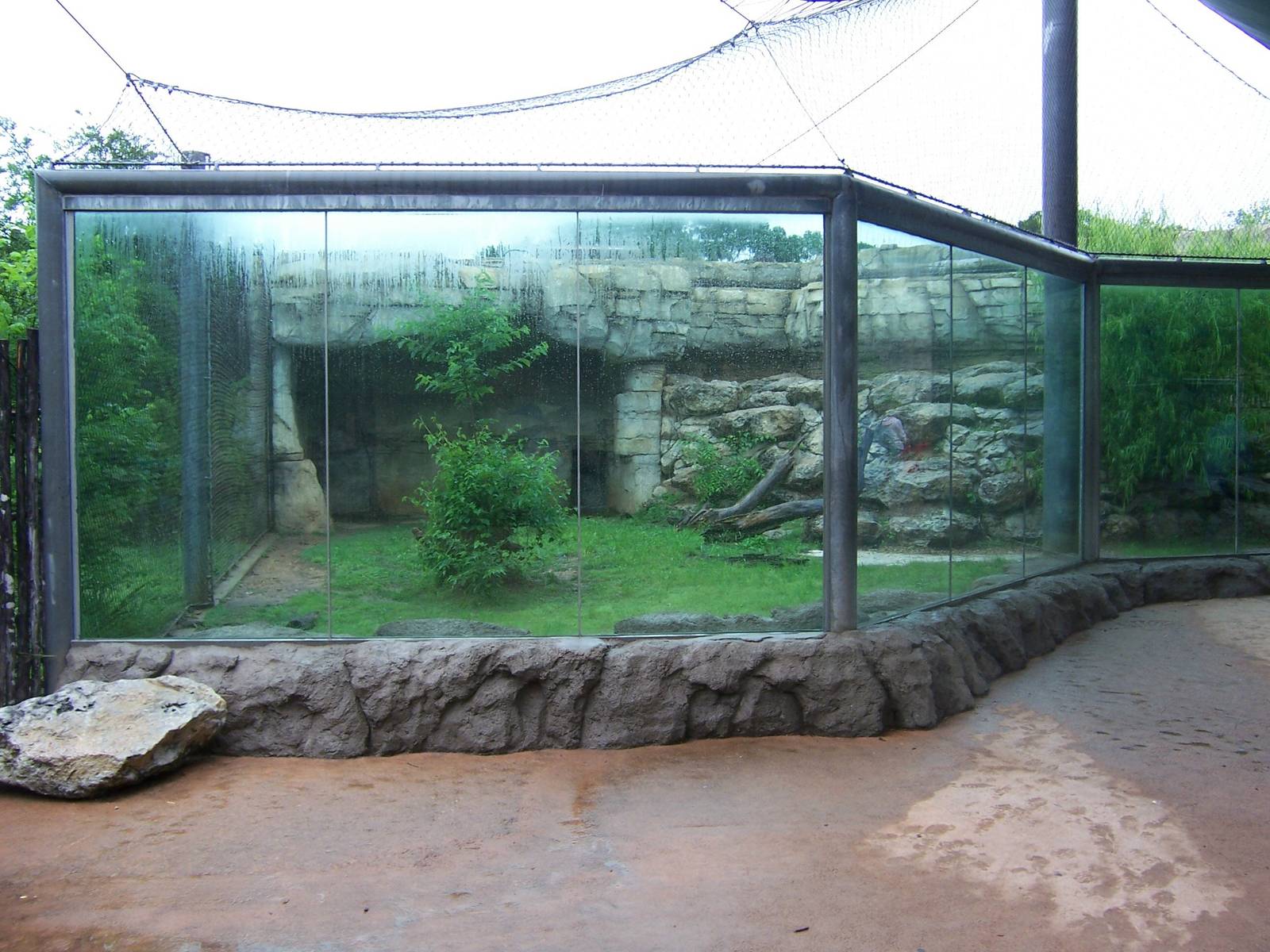 Brazos River Country - Mountain Lion