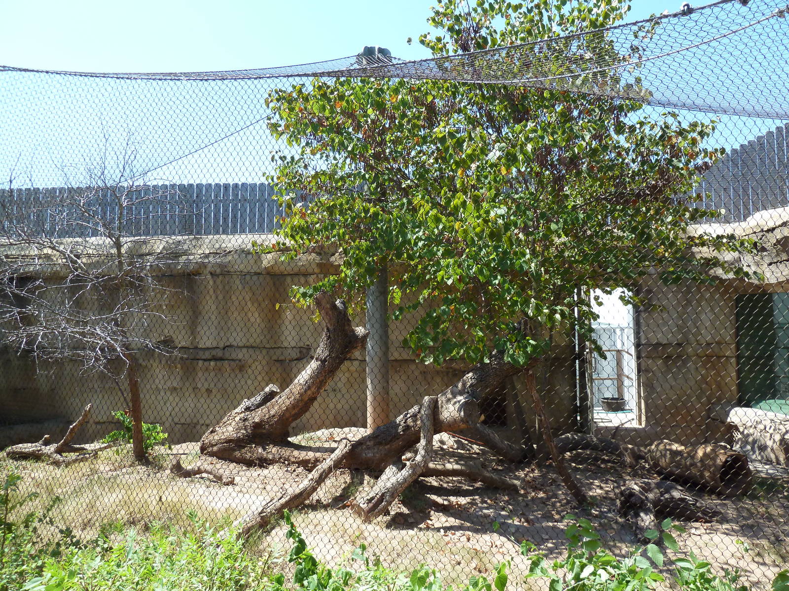 Brazos River Country - Ocelot Exhibit