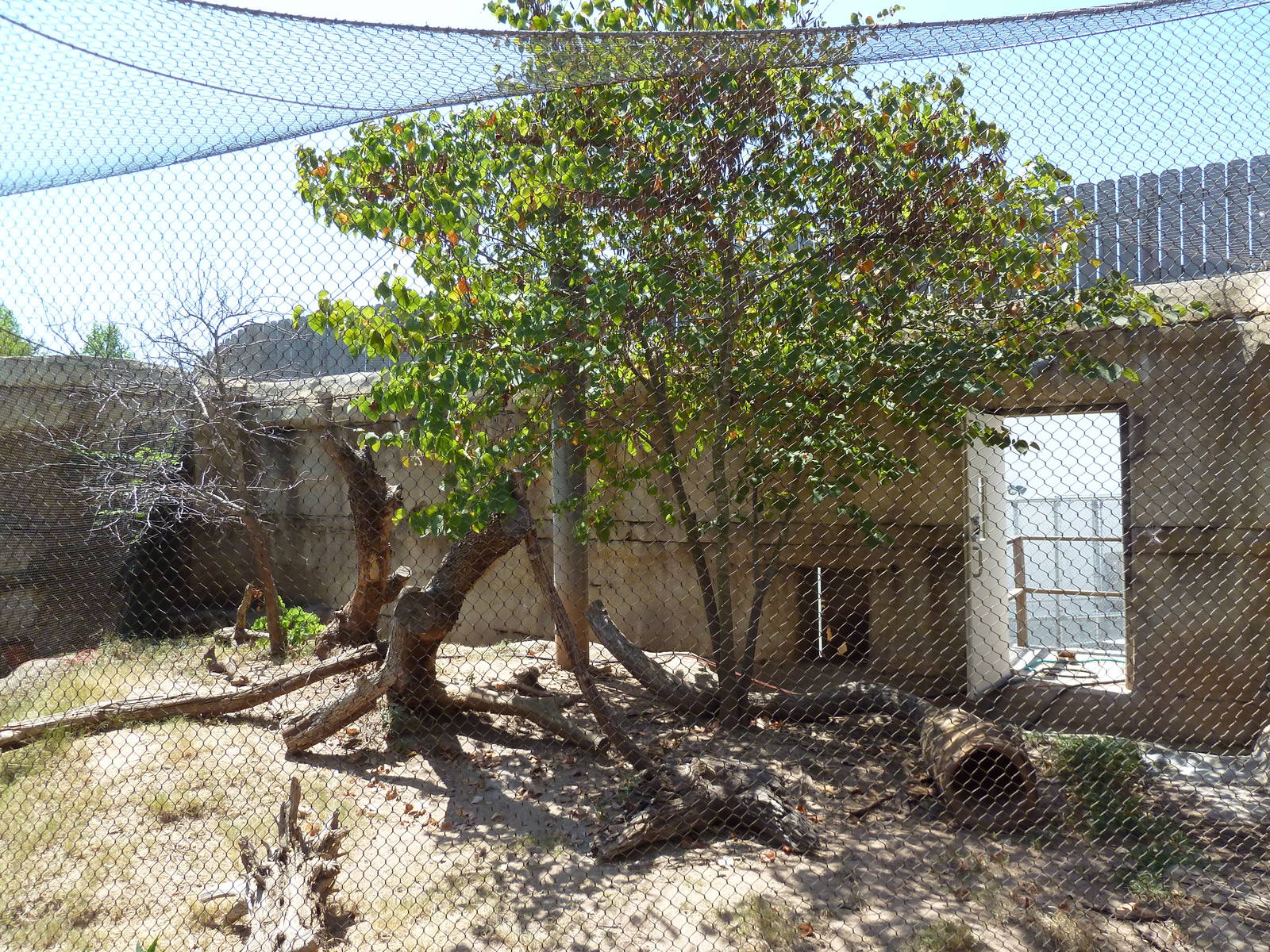 Brazos River Country - Ocelot Exhibit