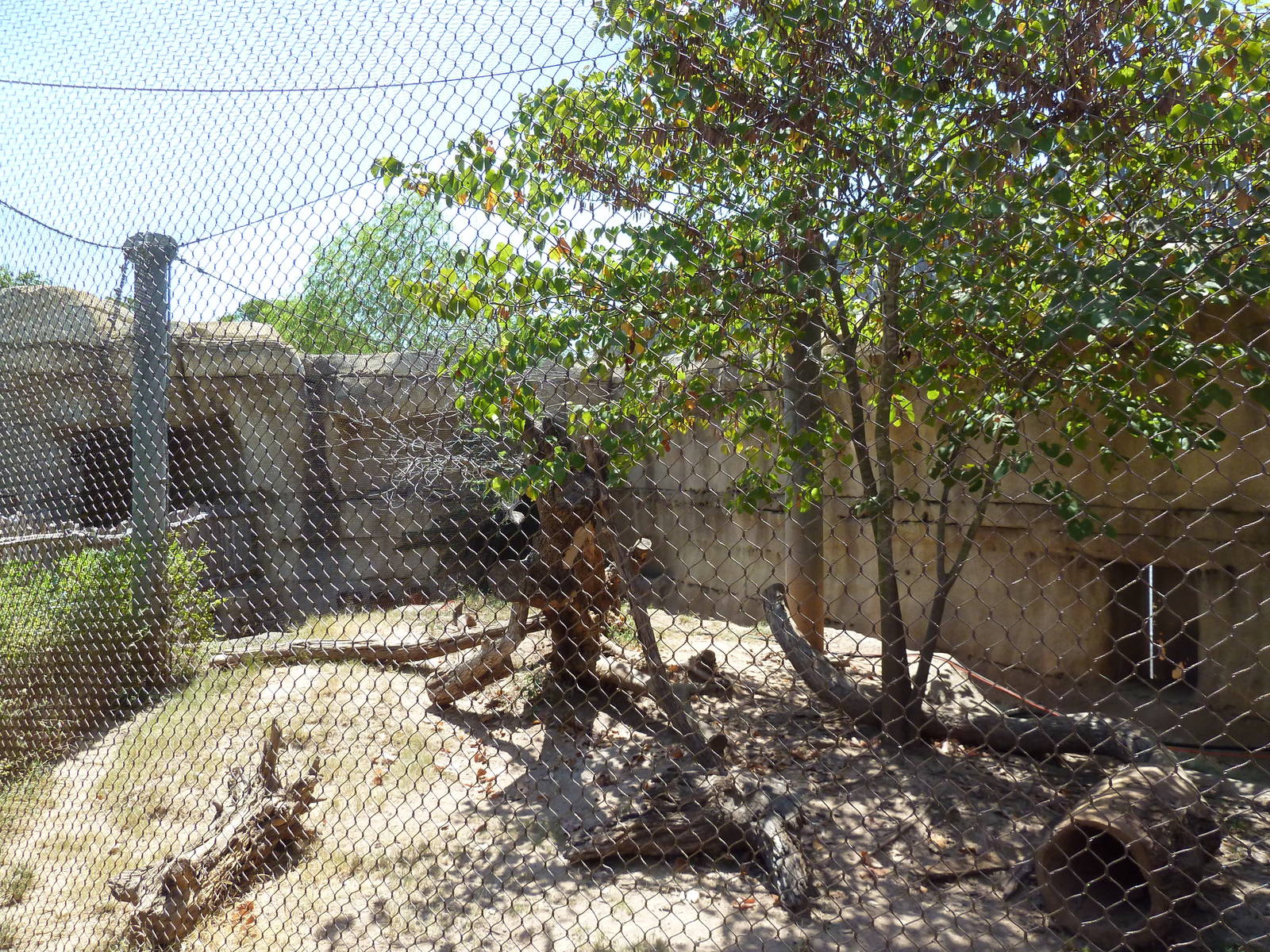 Brazos River Country - Ocelot Exhibit