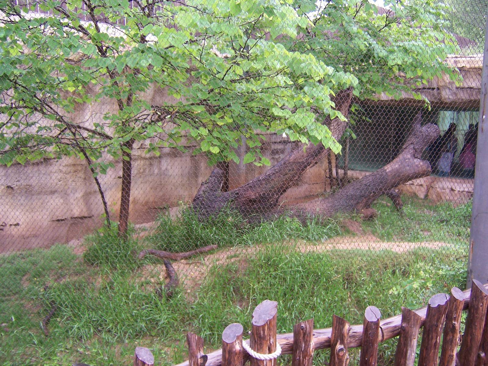 Brazos River Country - Ocelot