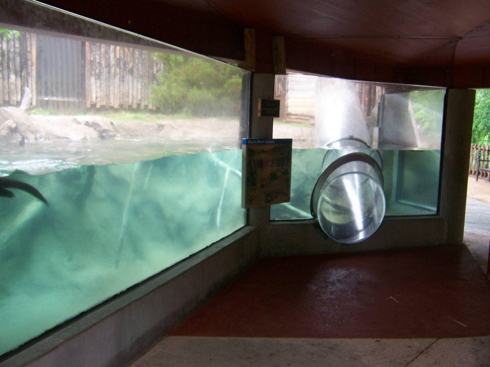 Brazos River Country - Otters