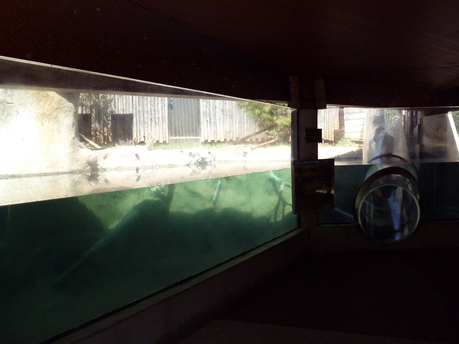 Brazos River Country - River Otter Exhibit