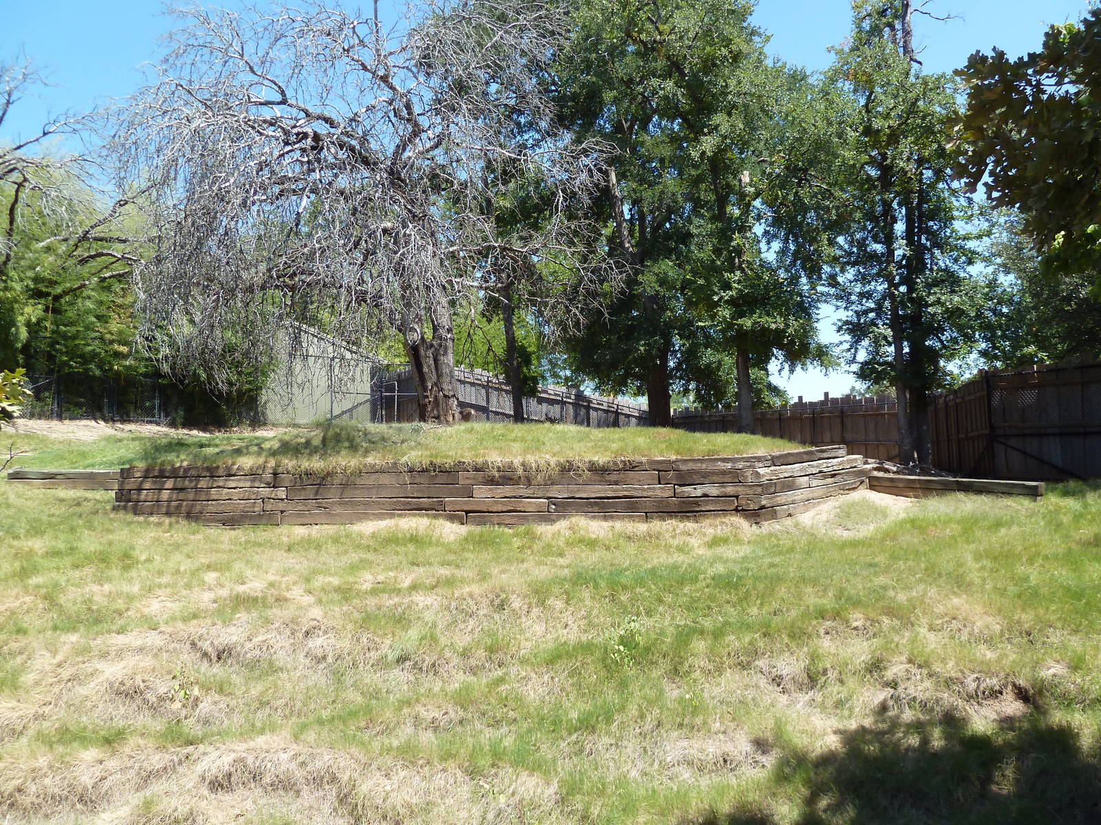 Brazos River Country - White-Tailed Deer/Wild Turkey Exhibit
