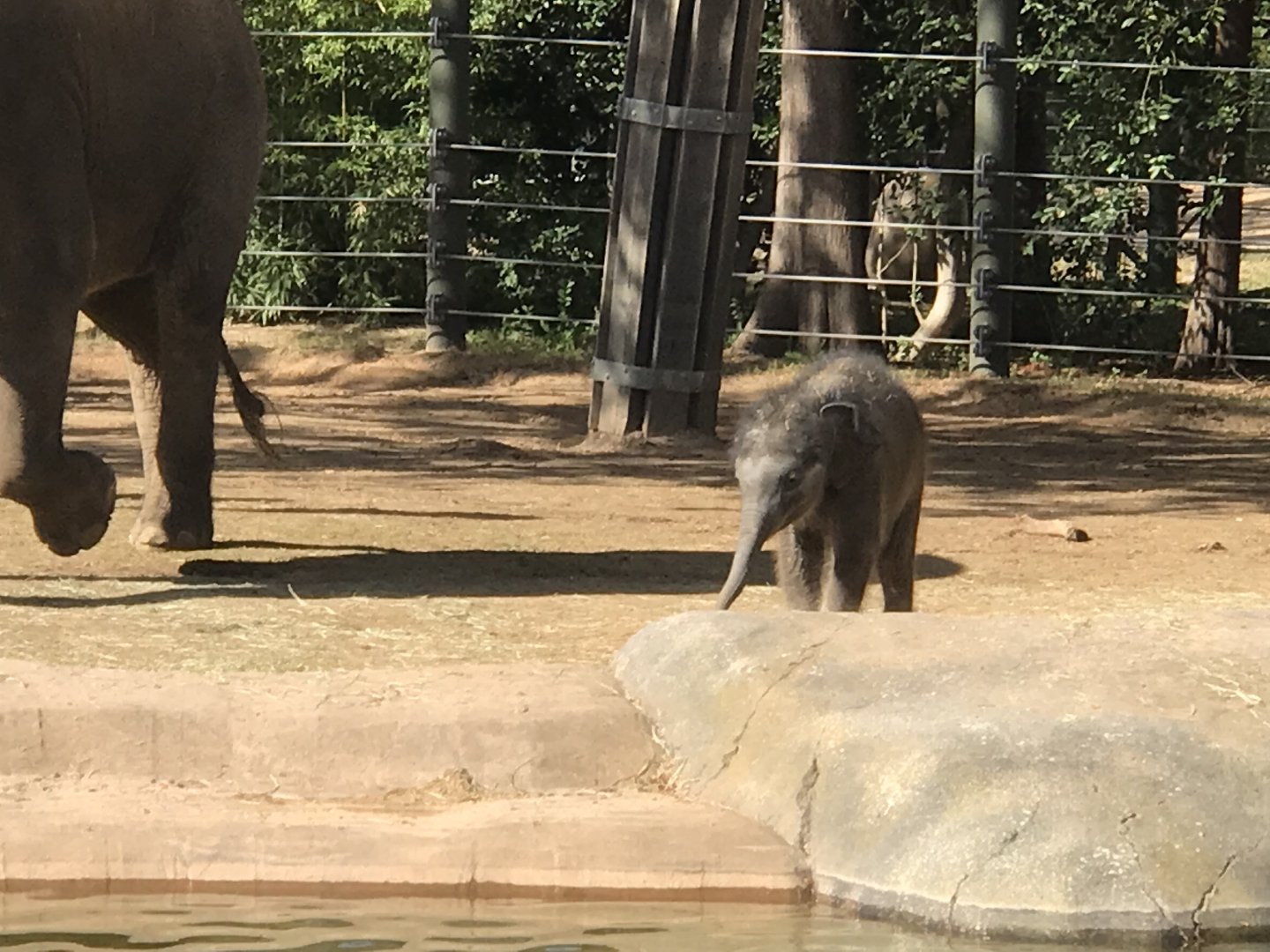 Brazos the Asian Elephant (Elephas maximus)