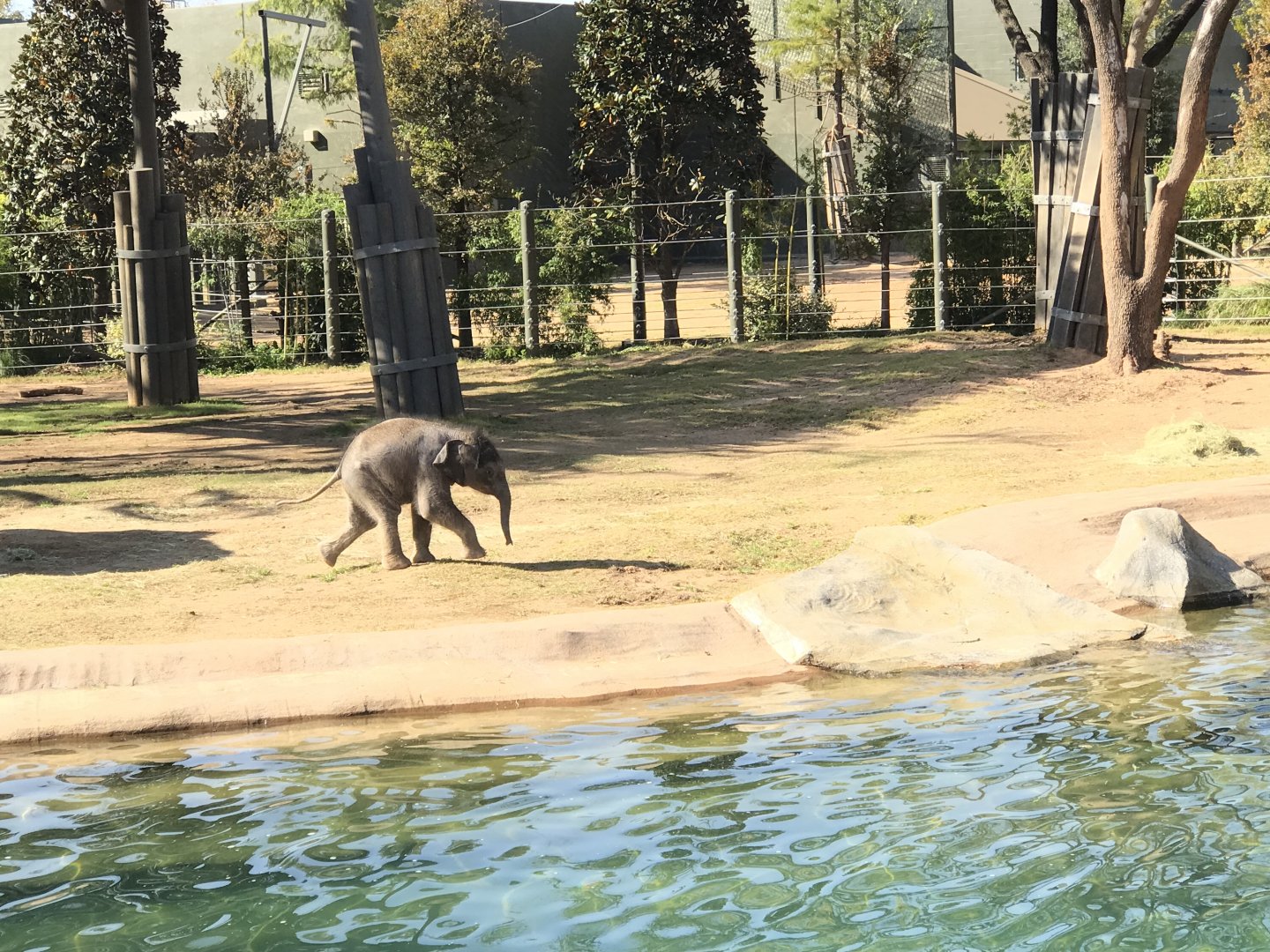 Brazos the Asian Elephant (Elephas maximus)